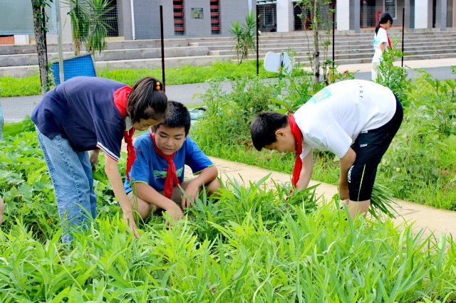 鐘山鎮(zhèn)第七小學(xué)的少先隊員代表們正在黨員教師的帶領(lǐng)下采摘成熟的蔬菜。 (2).jpg